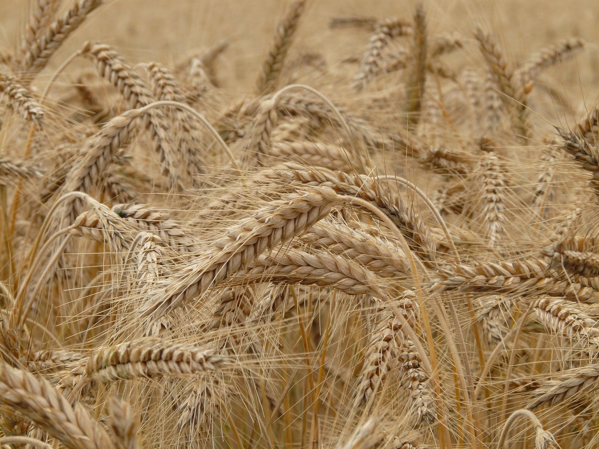 Wheat Field