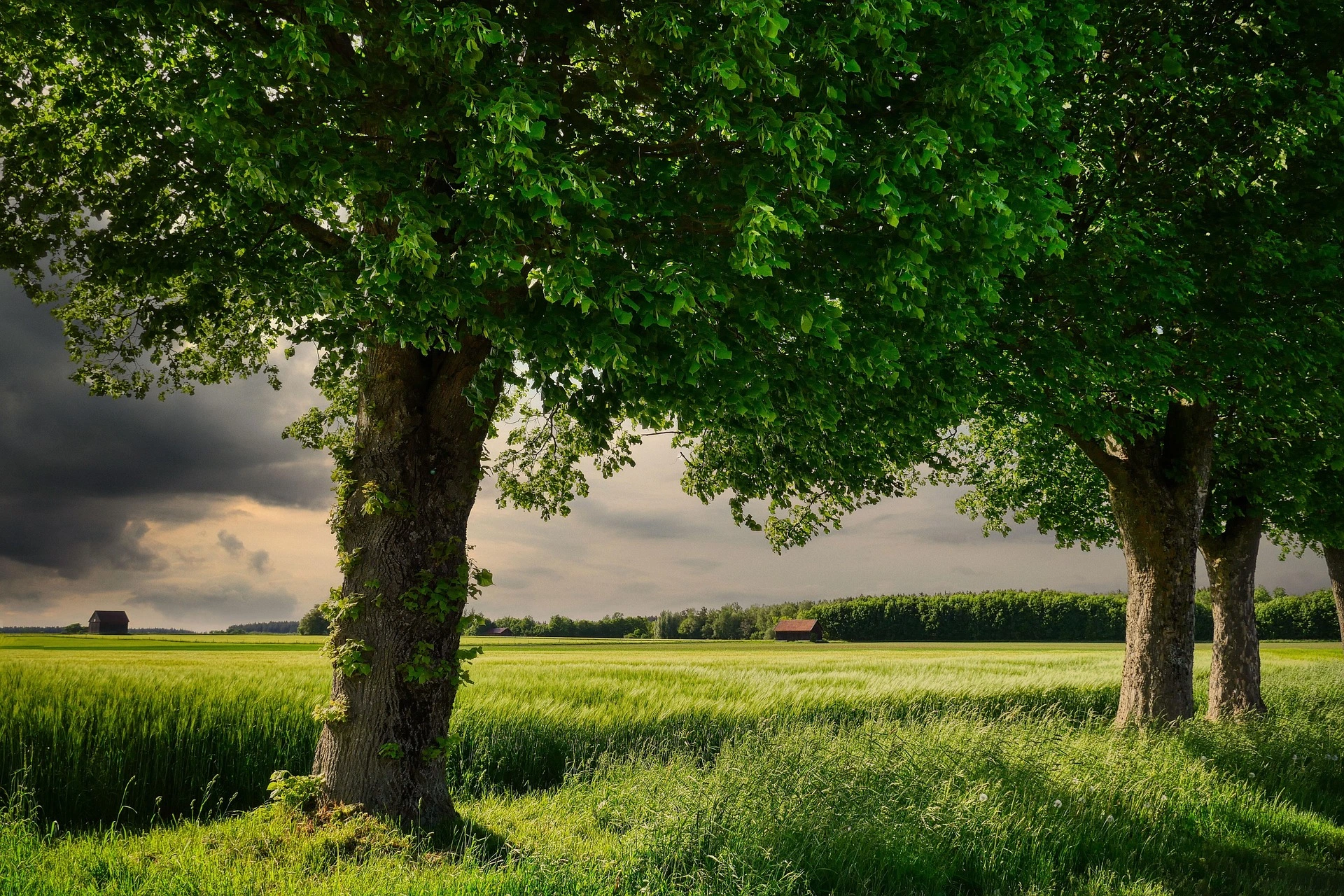 Green Pasture
