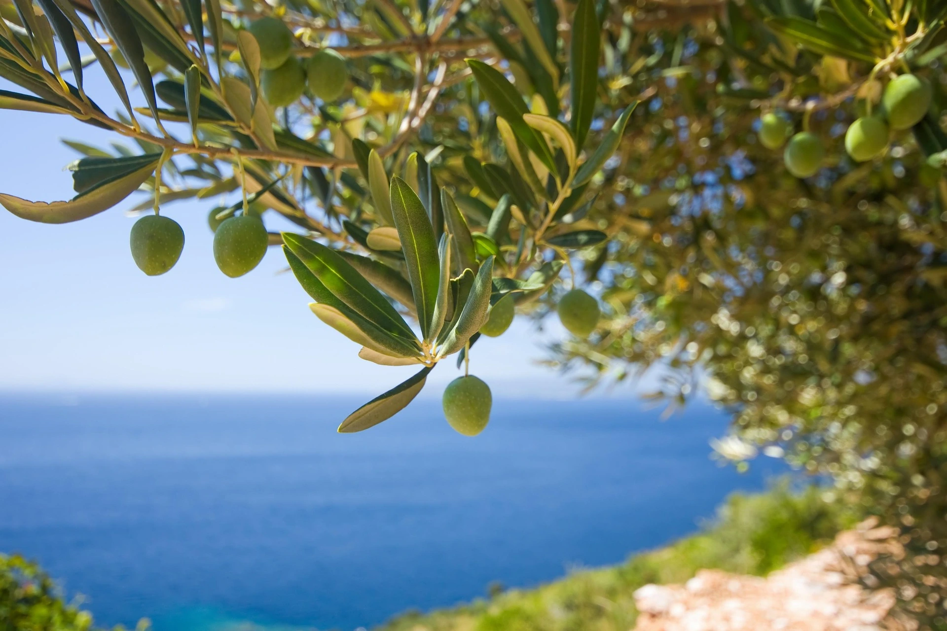 Olive Branch