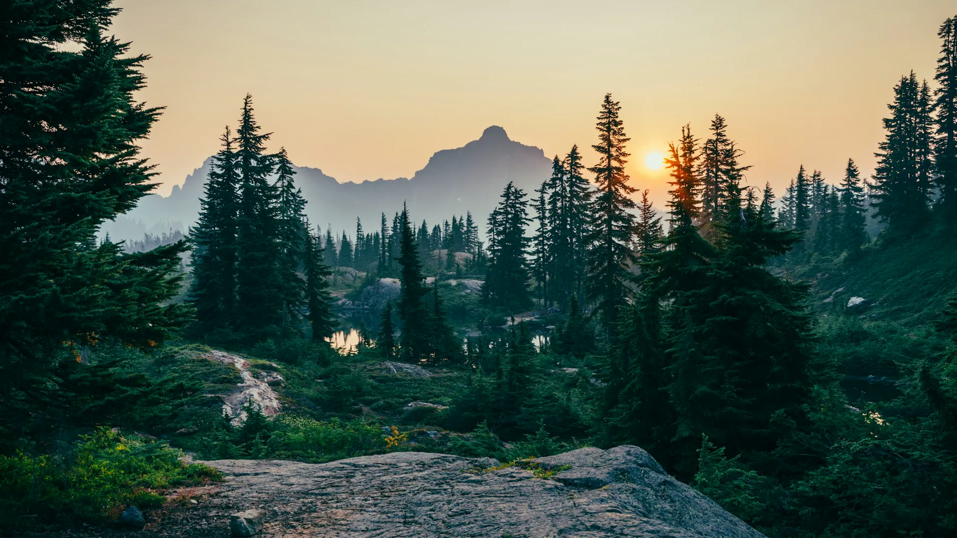 Mountain Forest
