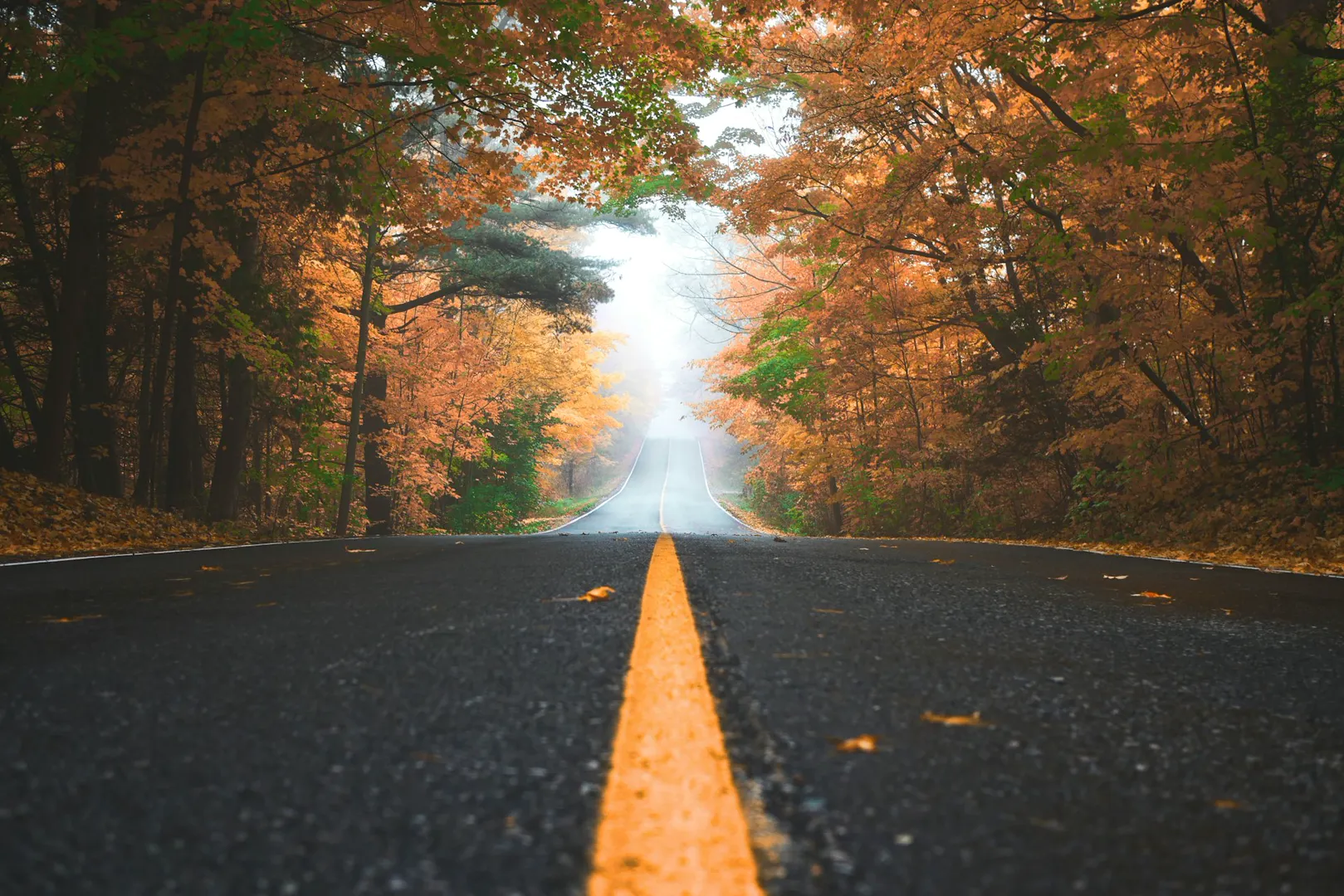 Autumn Road